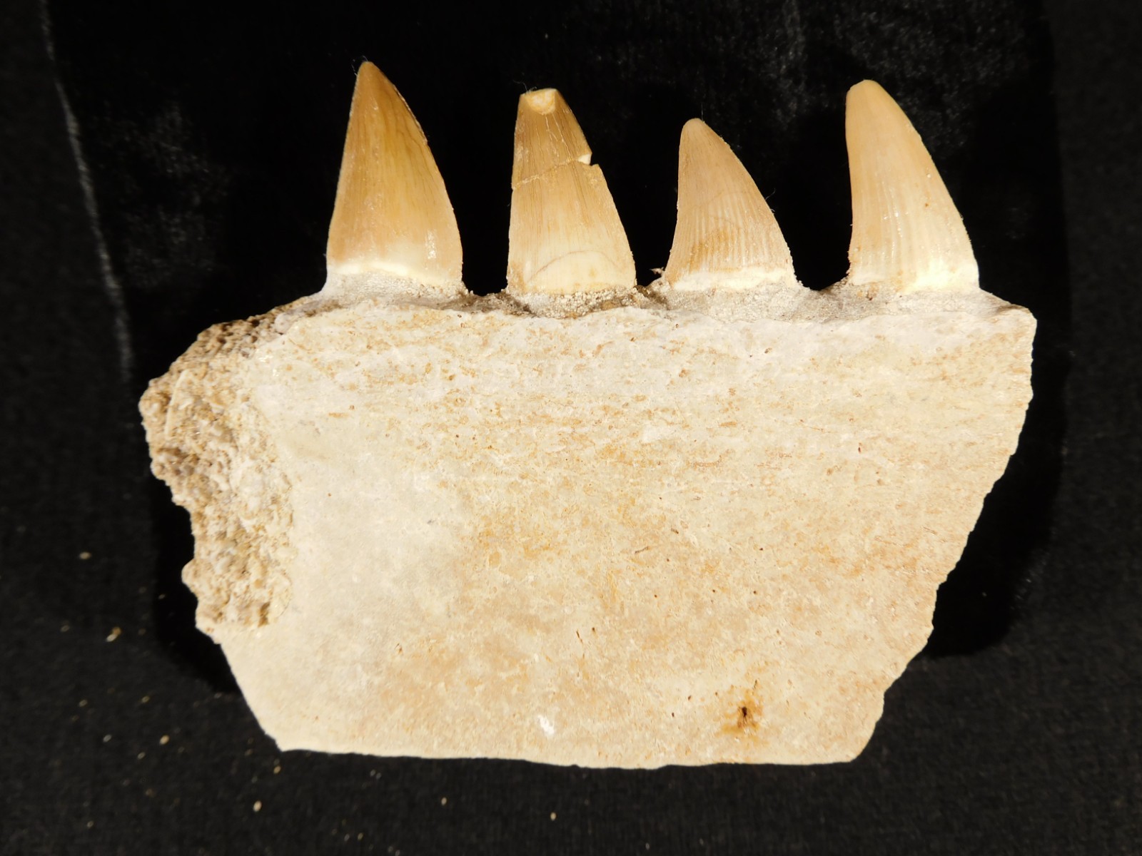 Mosasaurus Bone Fossil with FOUR! TOOTH Fossils From Cretaceous Morocco! 4.03