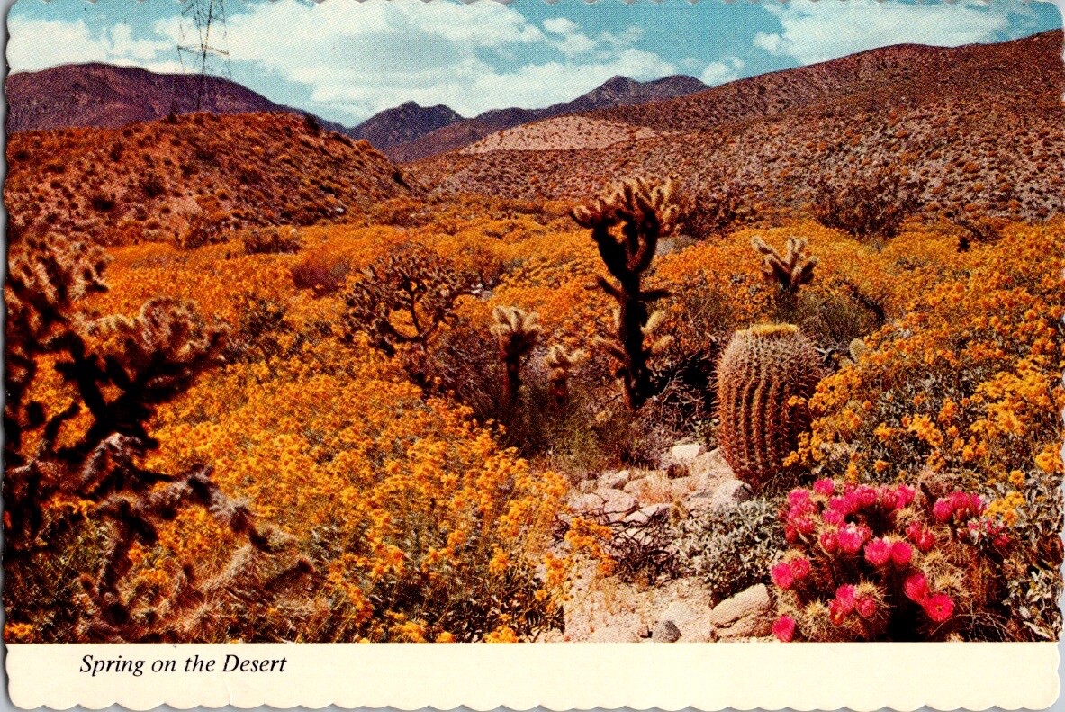 Postcard Spring in the Desert Wildflowers of the Southwest Cactus Yucca Poppy