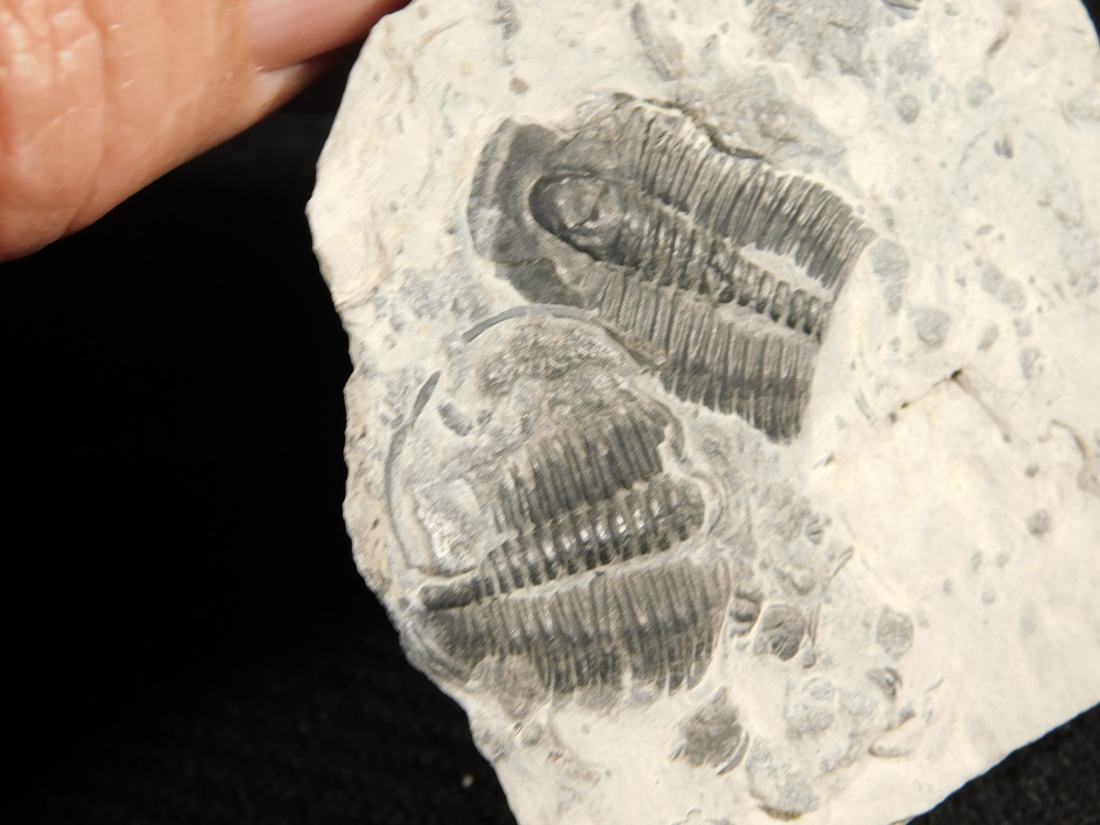 TWO! 509 Million YEAR Old Elrathia TRILOBITE Fossils From Cambrian Utah 5.55 *D