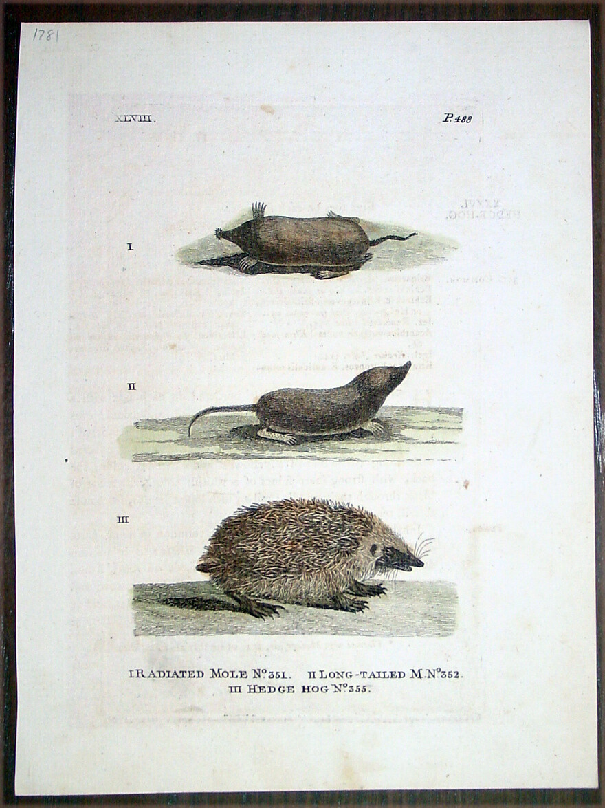 1790 George Kearsley Shaw Antique Print of Radiated Long Tailed Moles & Hedgehog