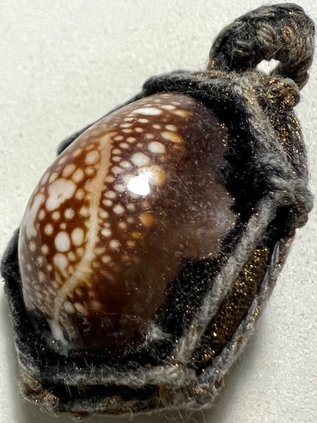 BIA-GAE/COWRIE SHELL PHRA LP PERN RARE OLD THAI BUDDHA AMULET PENDANT MAGIC#6