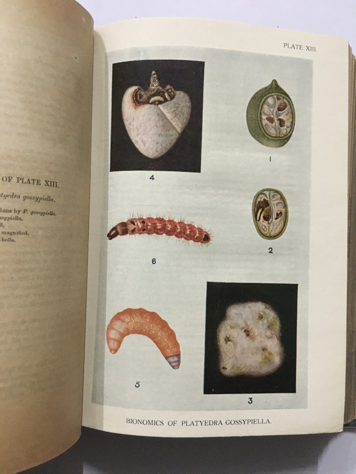 Fletcher, T. Bainbrigge: Report Proceedings Fourth Entomological Meeting. 1921