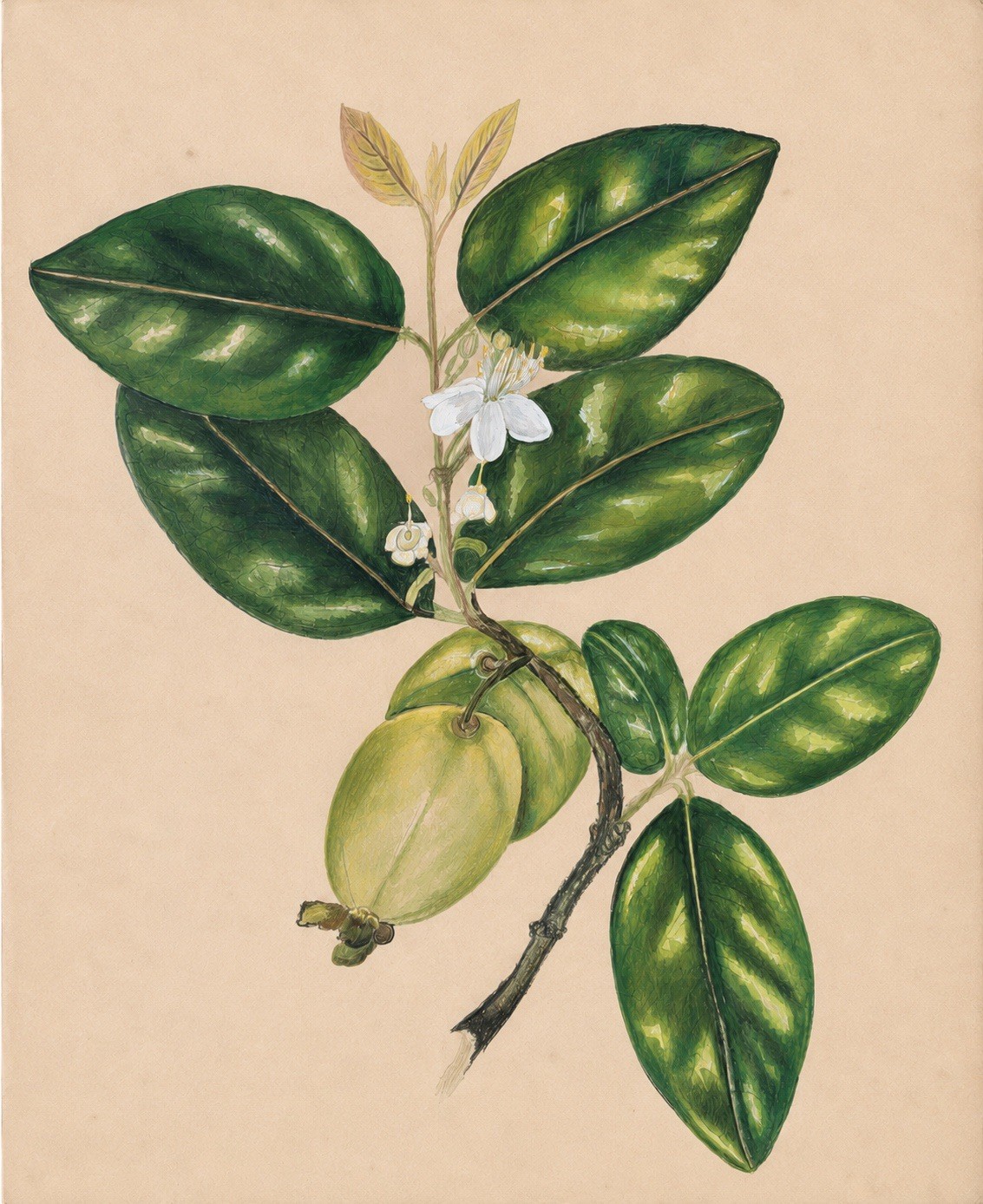 Indian Botanical Watercolor Wild Guava Painting Anglo-Indian 19th Century