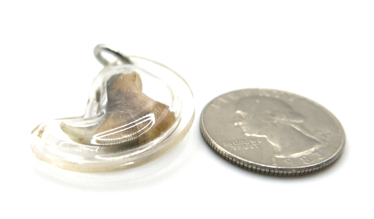 Vintage Thai Amulet Authentic Claw Pendant Protection Charm Lep Seur Tiger