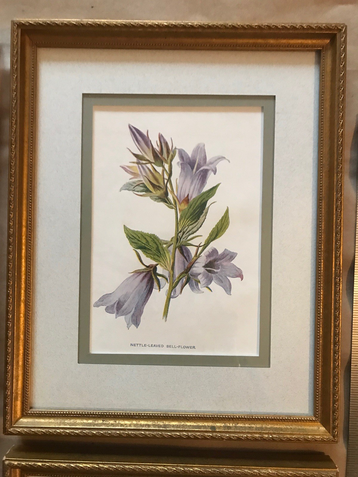 Original Antique Botanical Prints – Professionally Matted & Framed 8×10 Lovely