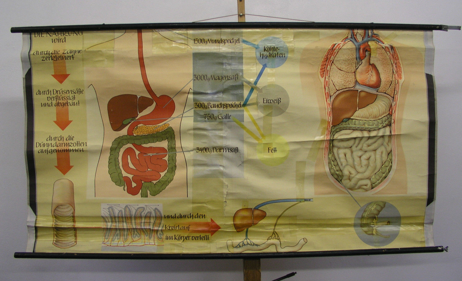 Wall Picture Nutrition Tooth Stomach Bowels Doctor 66 1/8×35 3/8in Vintage Doc