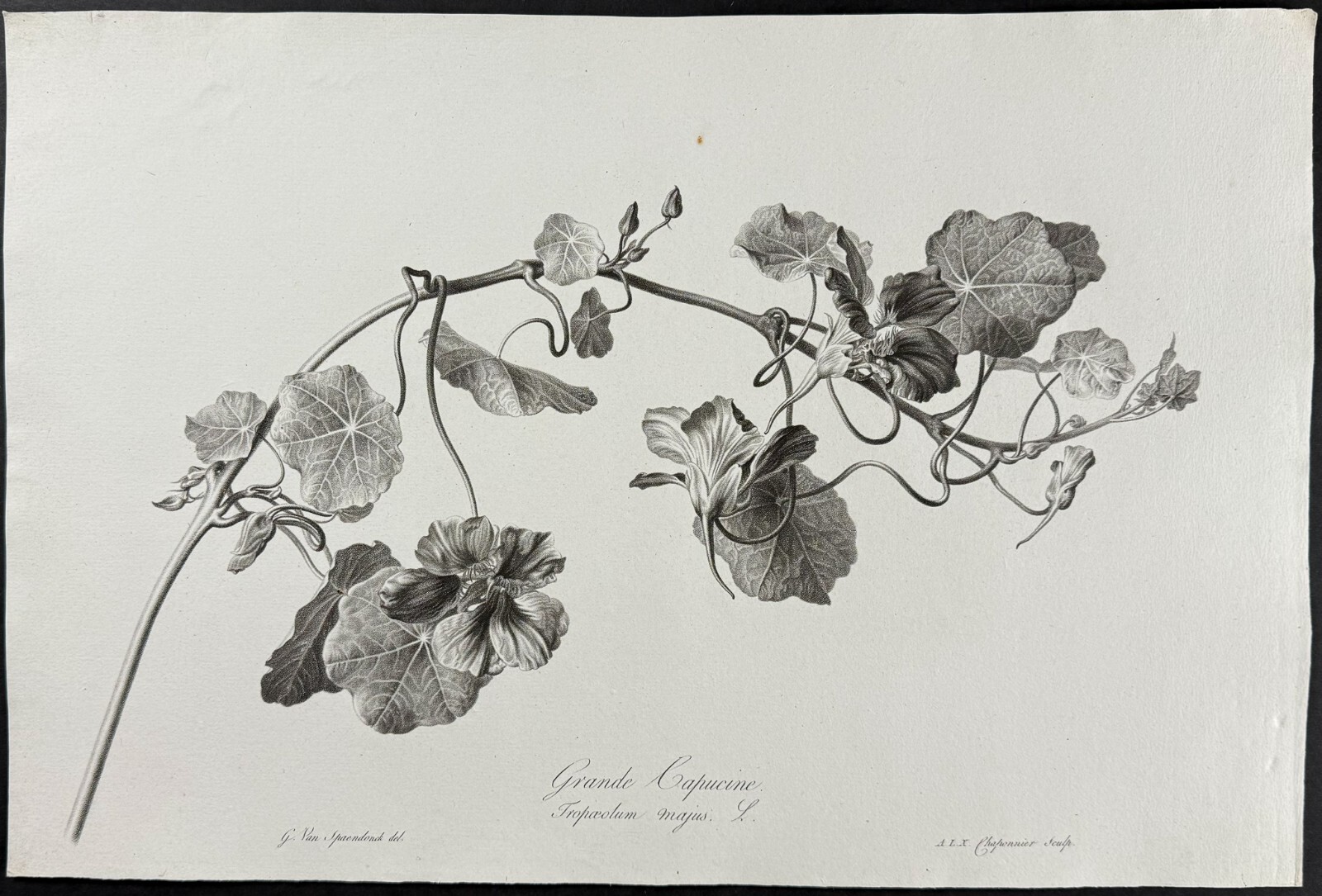 Spaendonck – Nasturtium or Indian Cress. 10 – c1800 Fleurs, Stipple Engraving