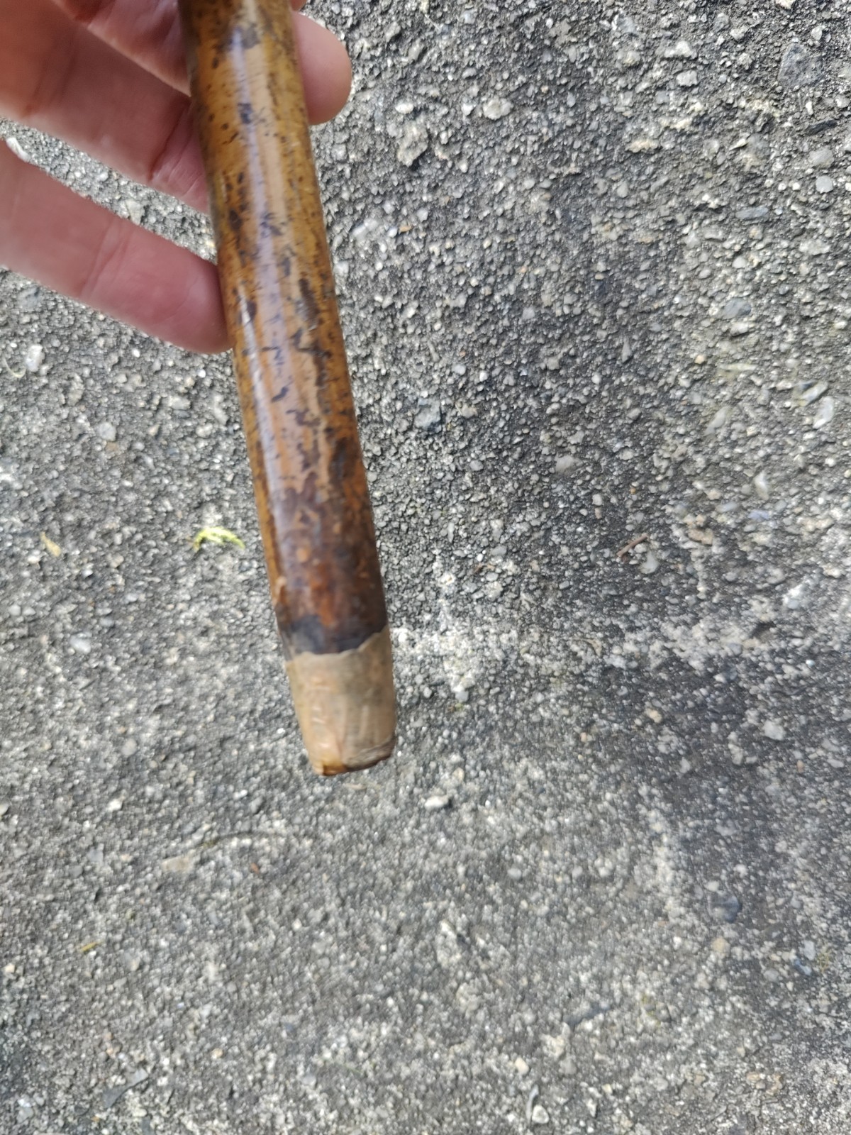 Antique Malacca Walking Stick Solid Silver Handle 33″ 84cm London 1886