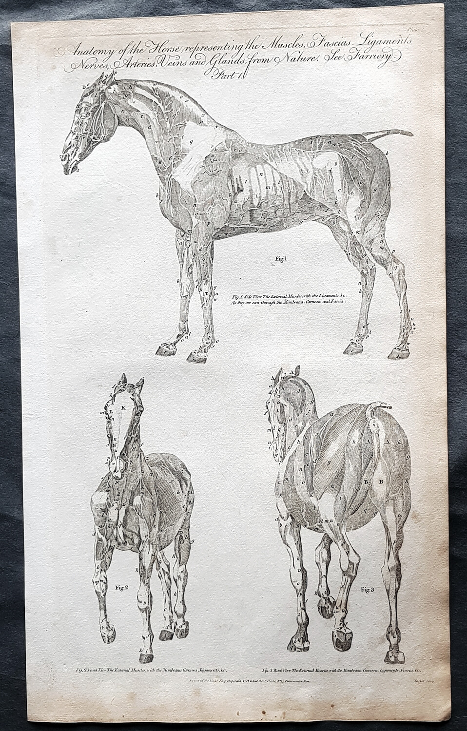 1798 William Henry Hall Antique Print Arteries, Nerves, Muscles – Horse Anatomy