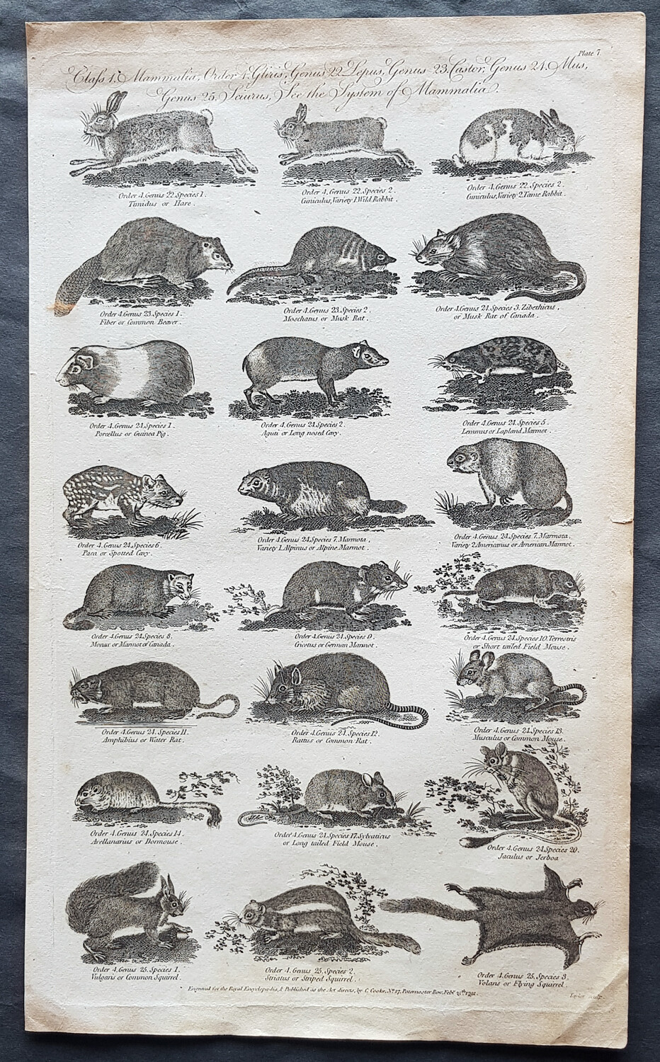 1798 William H Hall Antique Print of Classifications of Mammals Rabbits, Pigs et