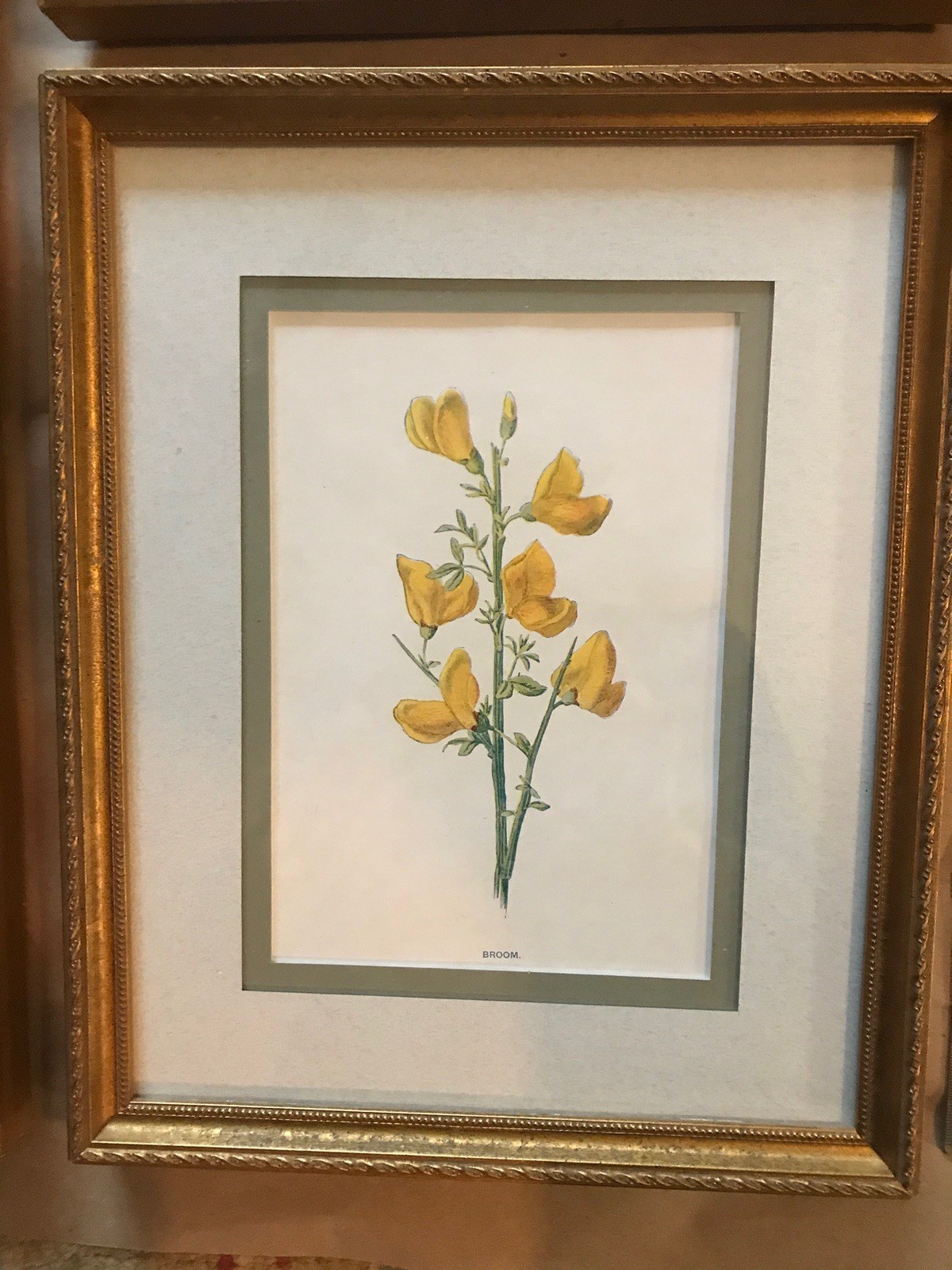 Original Antique Botanical Prints – Professionally Matted & Framed 8×10 Lovely
