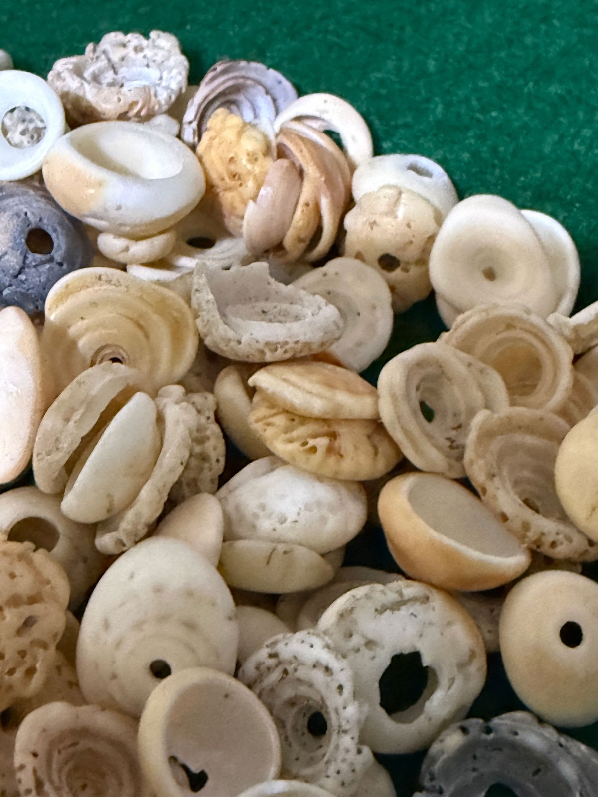 15 Original Cherokee Indian Conch Shell Trade Beads Ancient Artifacts Pre 1600’s