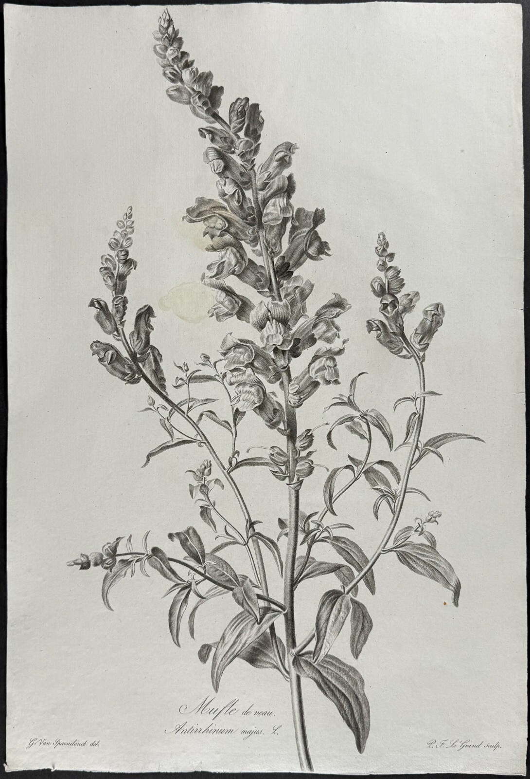 Spaendonck – Snapdragon. 15 – c1800 Fleurs, Stipple Engraving