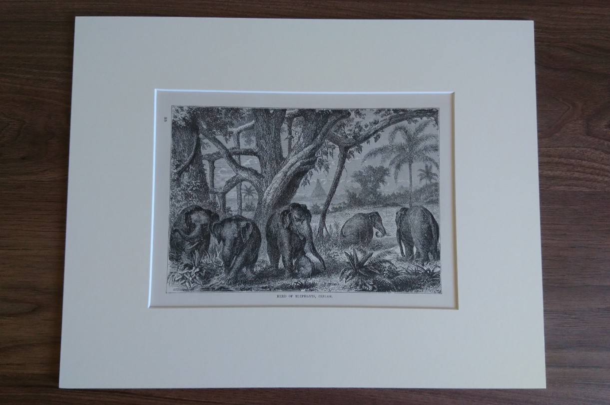 Elephant c.1889 antique print plate mounted vintage art elephants gift present
