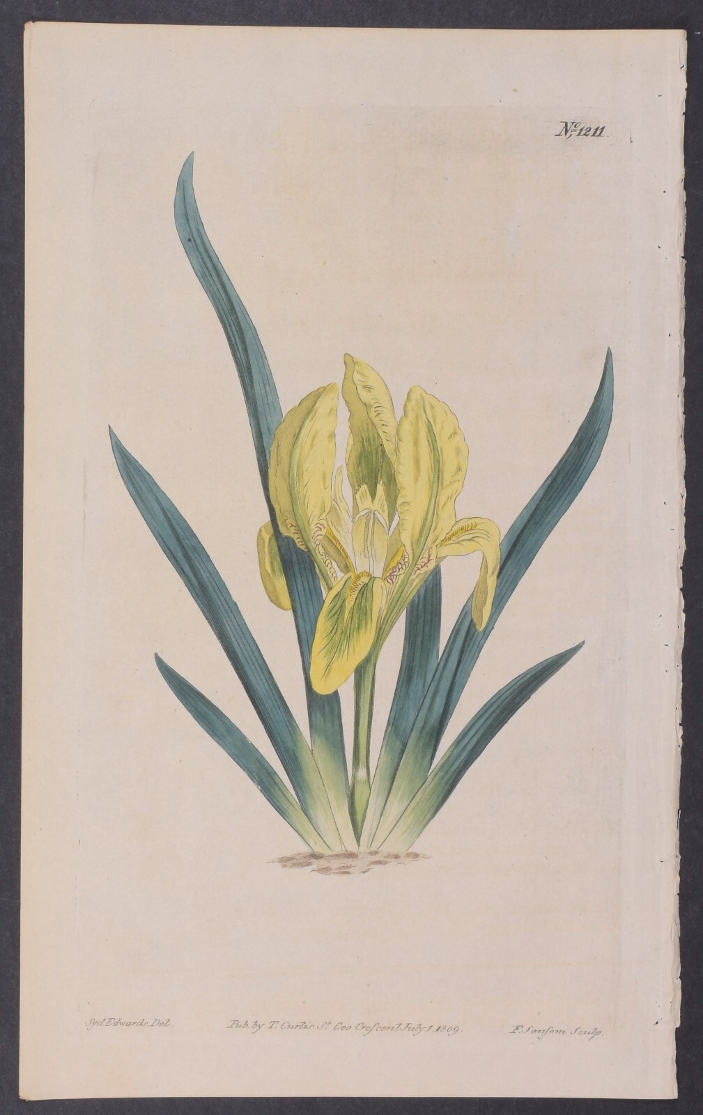 Curtis – Iris – Netted-leaved Mirbelia. 1211b – 1803 Botanical Magazine