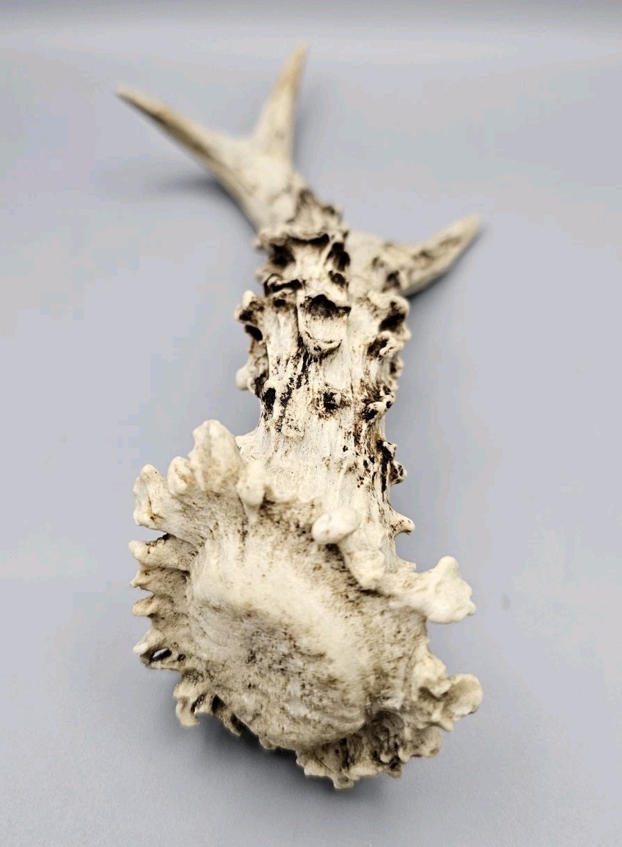 ROE DEER ANTLER – Single – 24cm
