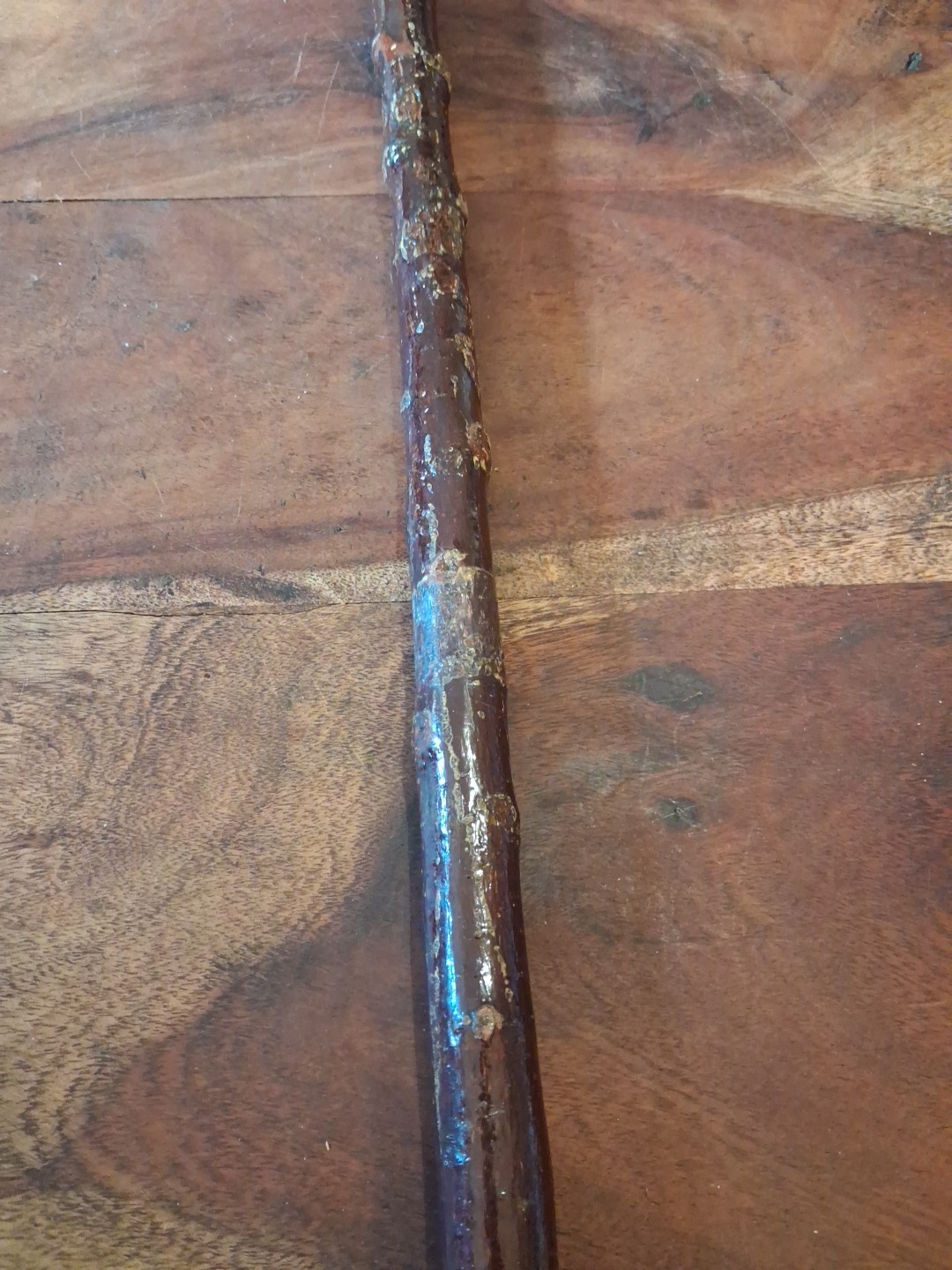Rams Horn Shepherds Crook, 117cm