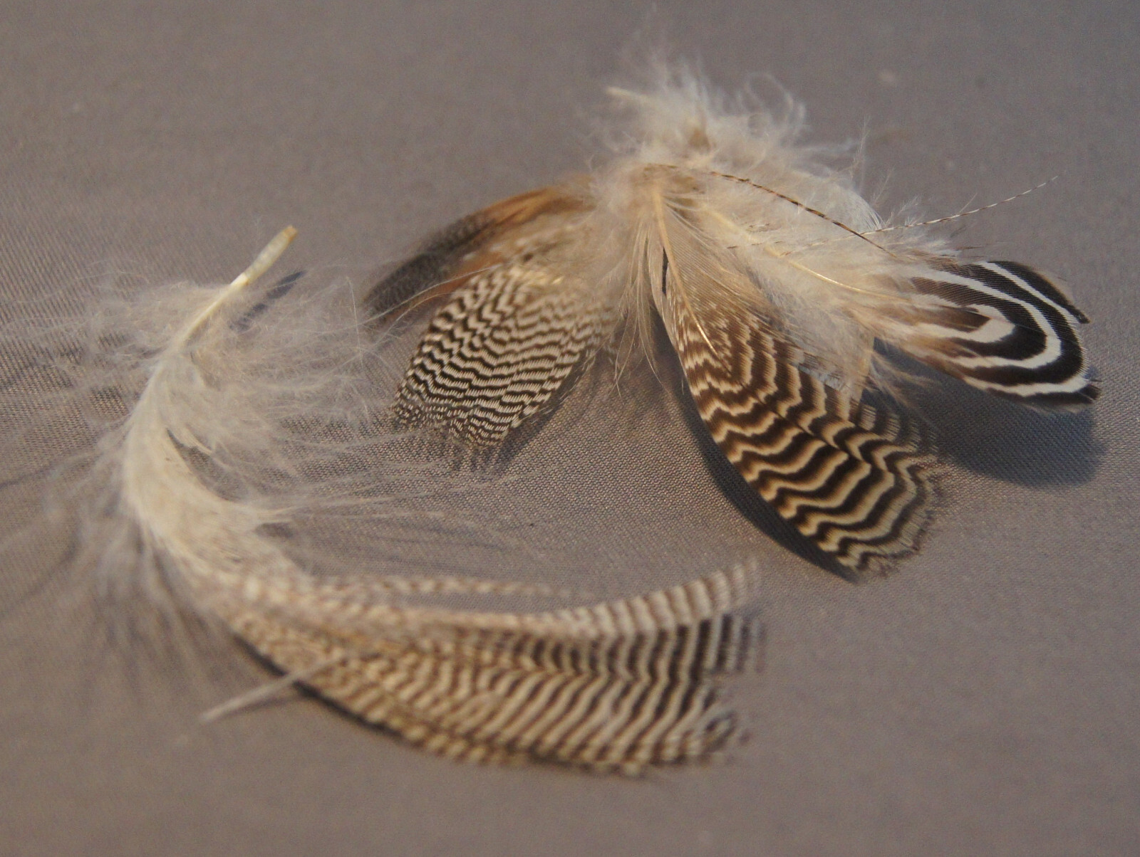 Vintage Teal Flank Feathers for Fly Tying in original packaging