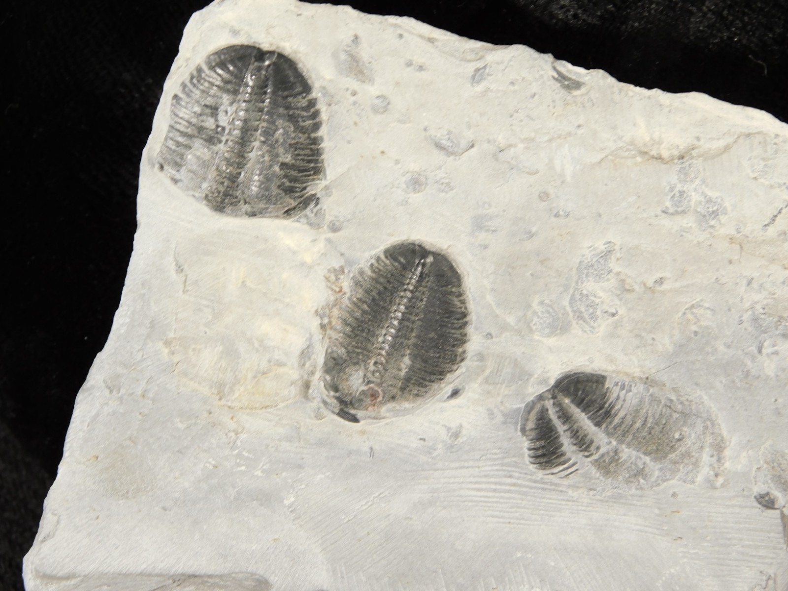 TWO! 509 Million YEAR Old Elrathia TRILOBITE Fossils From Cambrian Utah 1.11 *D