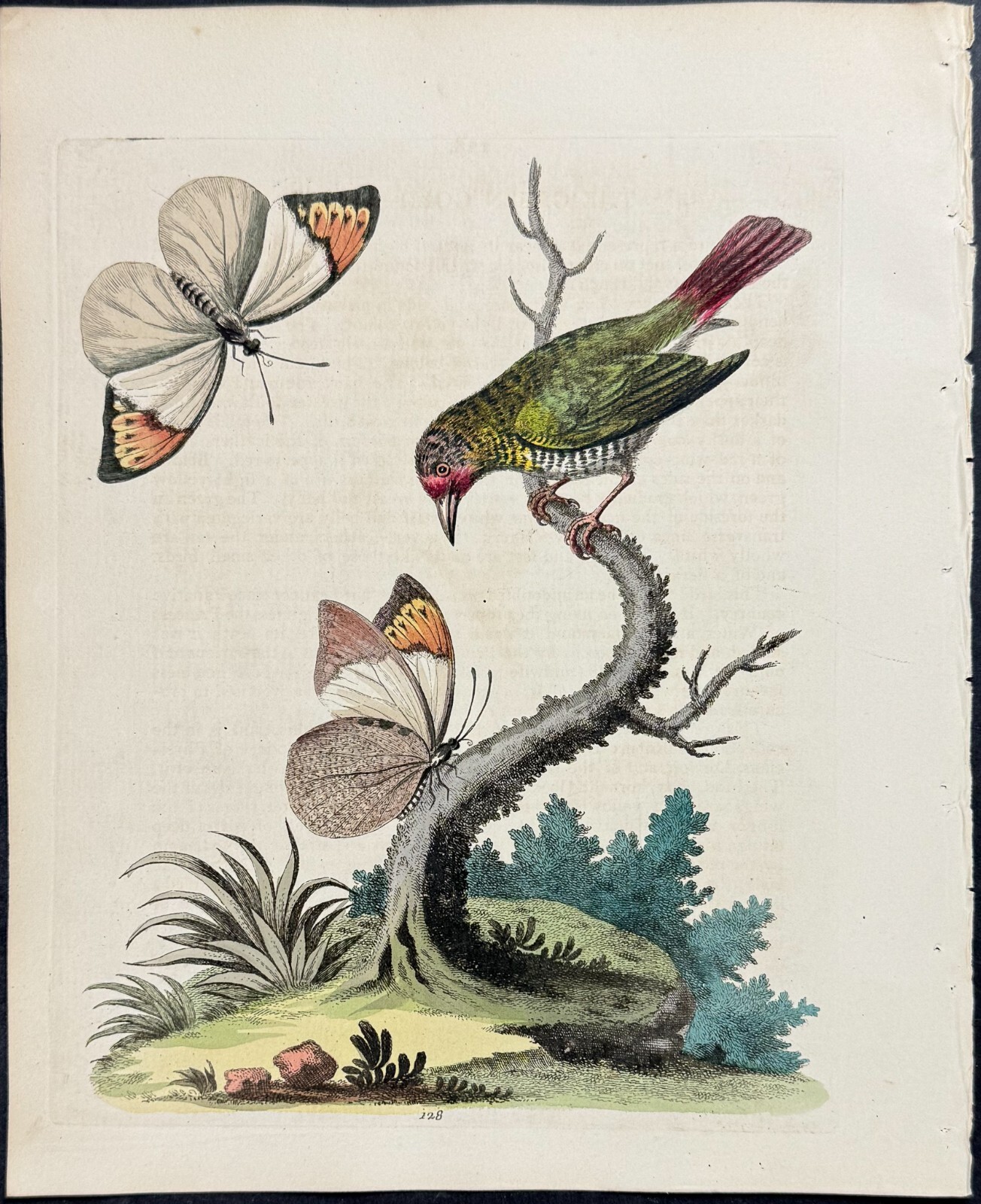 Edwards – Green Gold-Finch & Butterflies. 128 – 1745 Natural History Engraving