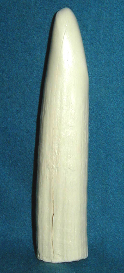 #17 HIPPO INCISOR TOOTH (Reproduction) made of polyurethane