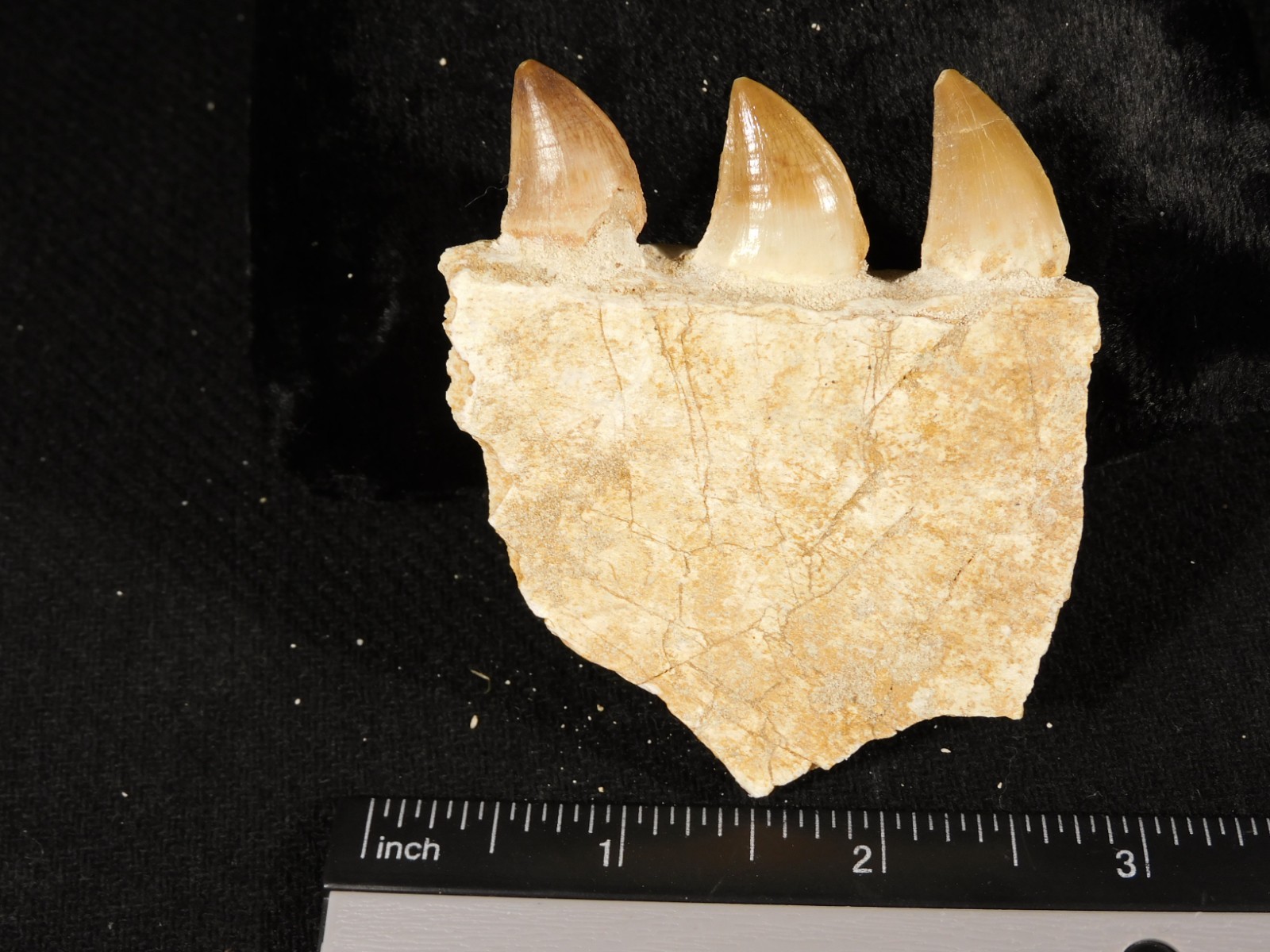 Mosasaurus Bone Fossil with THREE TOOTH Fossils and Stand Morocco 75.4