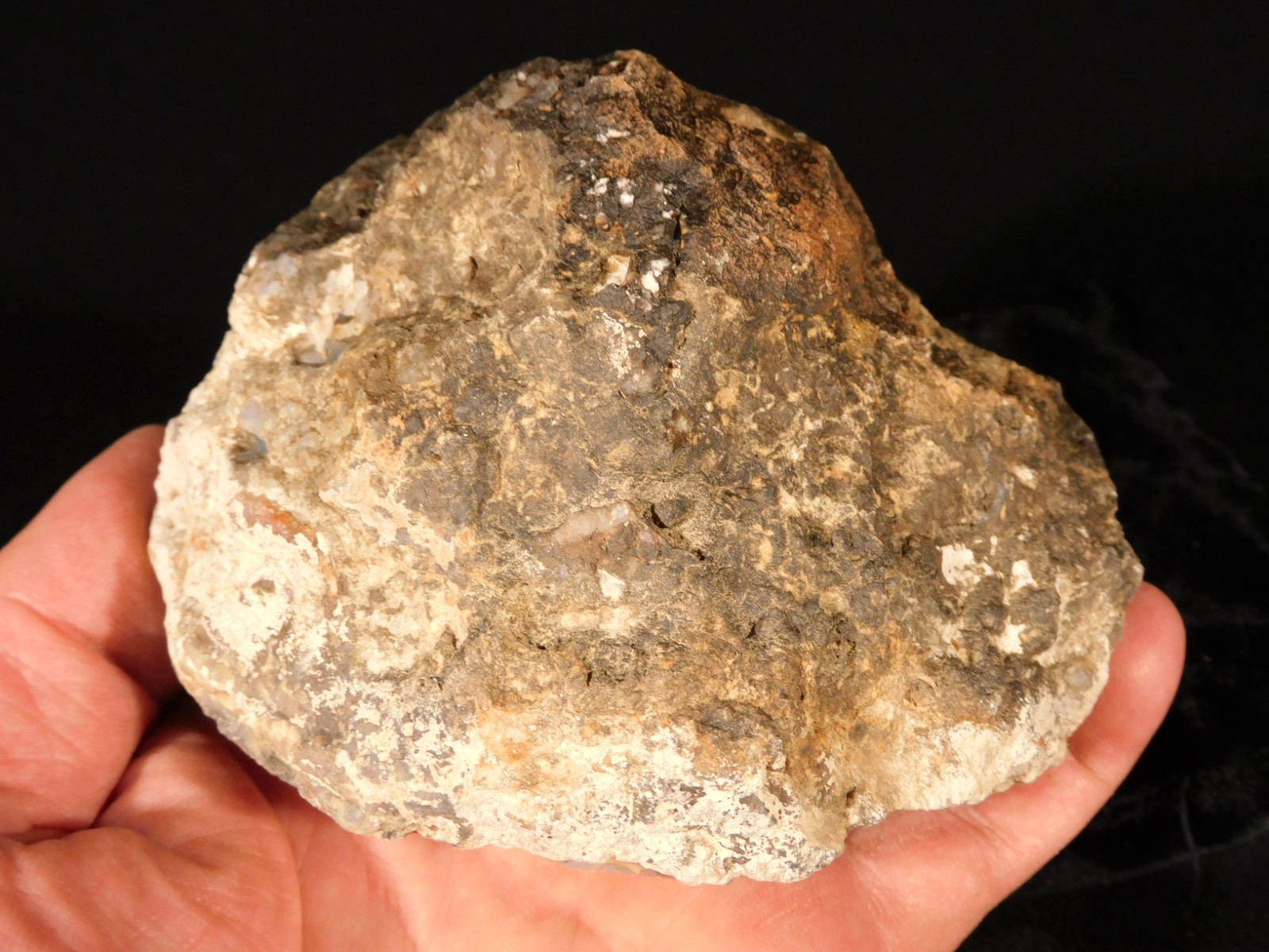 Big! 200 Million Year Old DINOSAUR TURD Fossil or COPROLITE Jurassic Utah 892gr