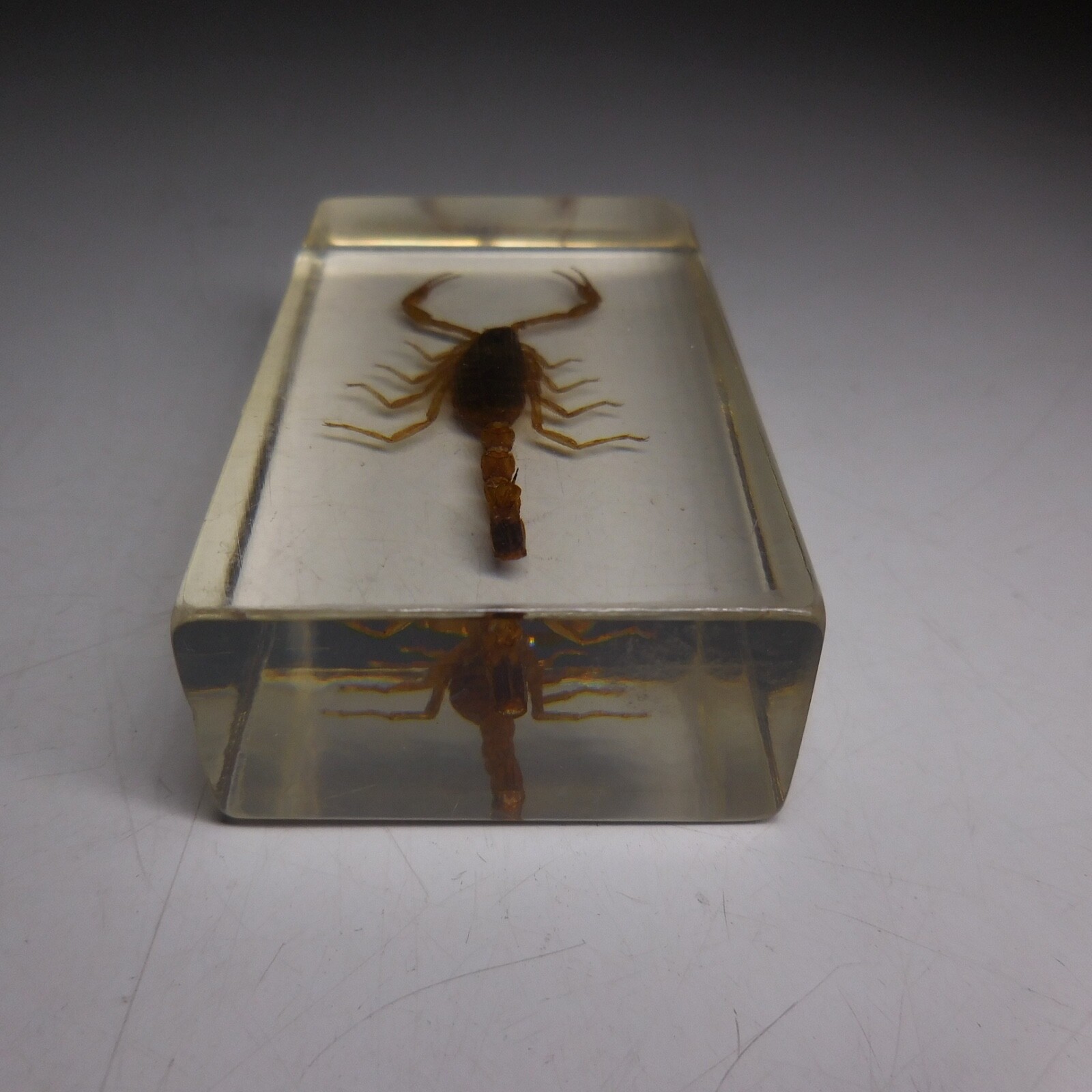 N24.504 Scorpion Paperweight Resin Insect Exotic Animal Art Deco Rectangle
