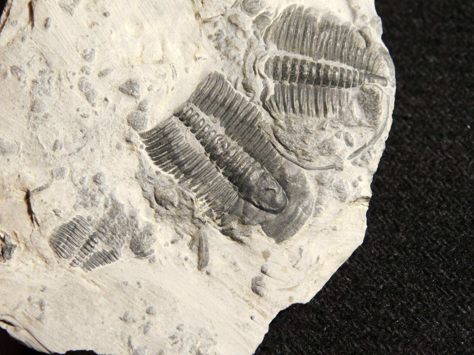TWO! 509 Million YEAR Old Elrathia TRILOBITE Fossils From Cambrian Utah 5.55 *D