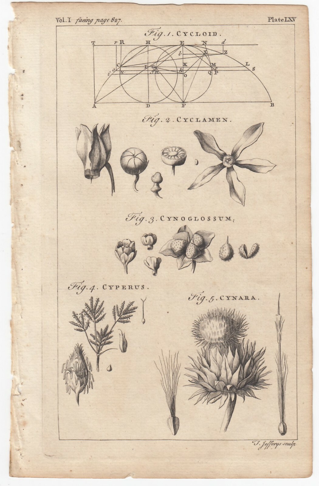 Vintage 1764 THOMAS JEFFERYS Copper Engraving CYCLOID CYCLAMEN CYNARA CYPERUS