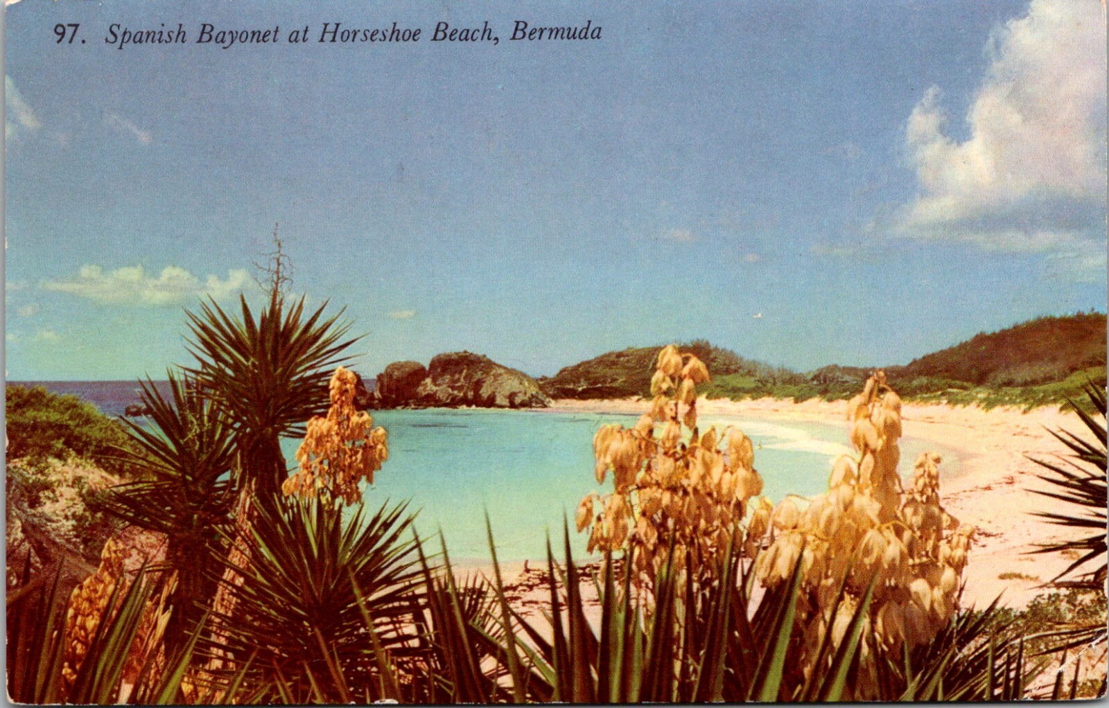 Spanish Bayonet Horseshoe Beach Bermuda RPPC Postcard 97 Unposted
