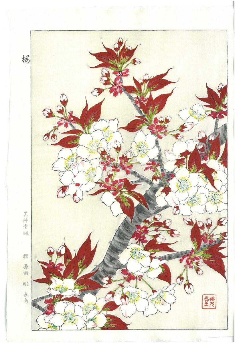 Kawarazaki Shodo Japanese Woodblock Print “Cherry Blossom #16” Showa Authentic