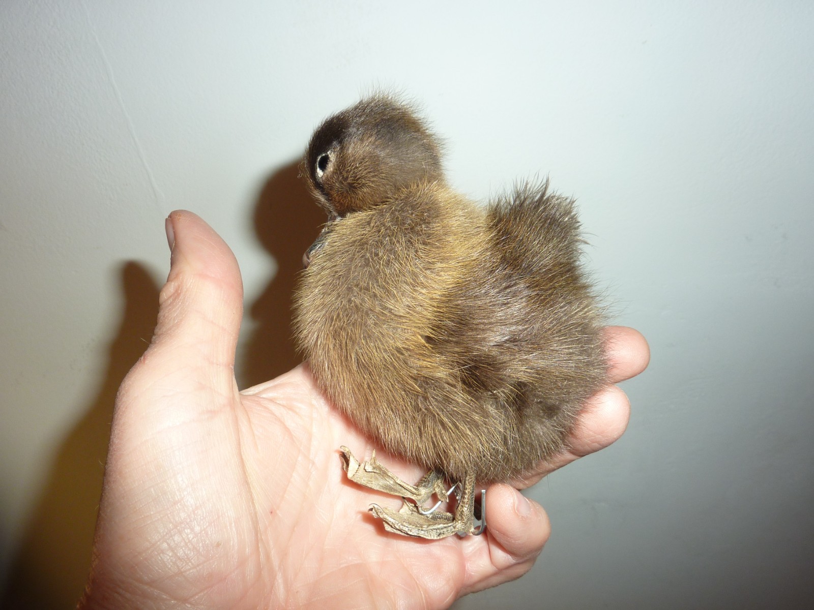 Antique Fluffy Brown Duckling Chick Bird Taxidermy 4.5″