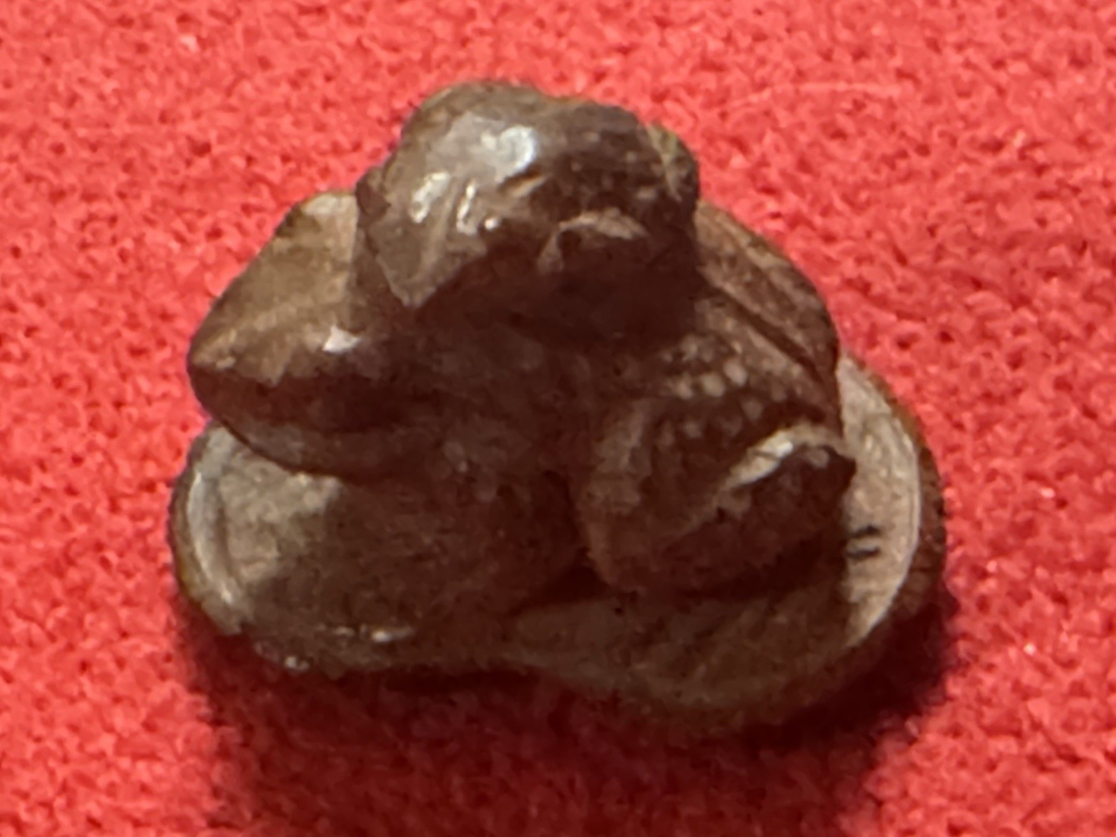 Signed Edo Period NETSUKE Frog Wooden Art Sculpted MASONAO 1700’s RARE Piece A++