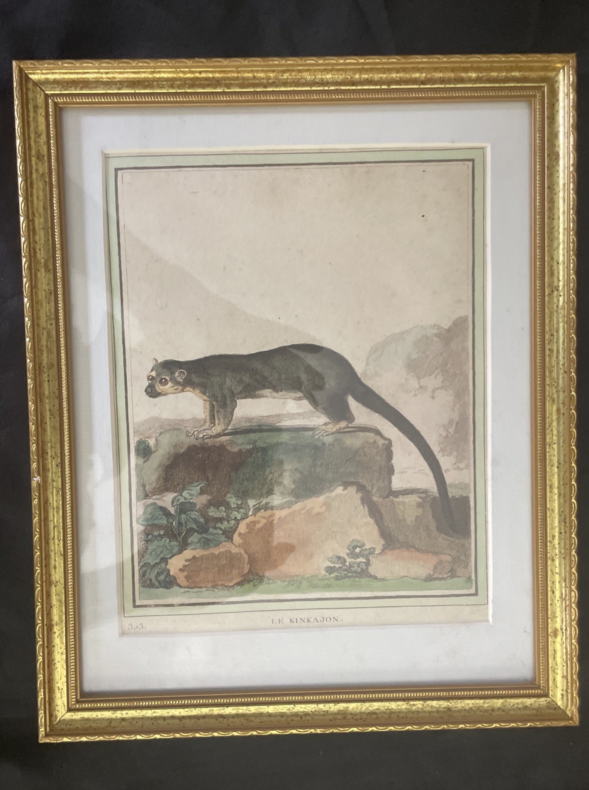 Buffon – Kinkajon/303 – 1750 Histoire naturelle Engraving/hand Colored/gold fram