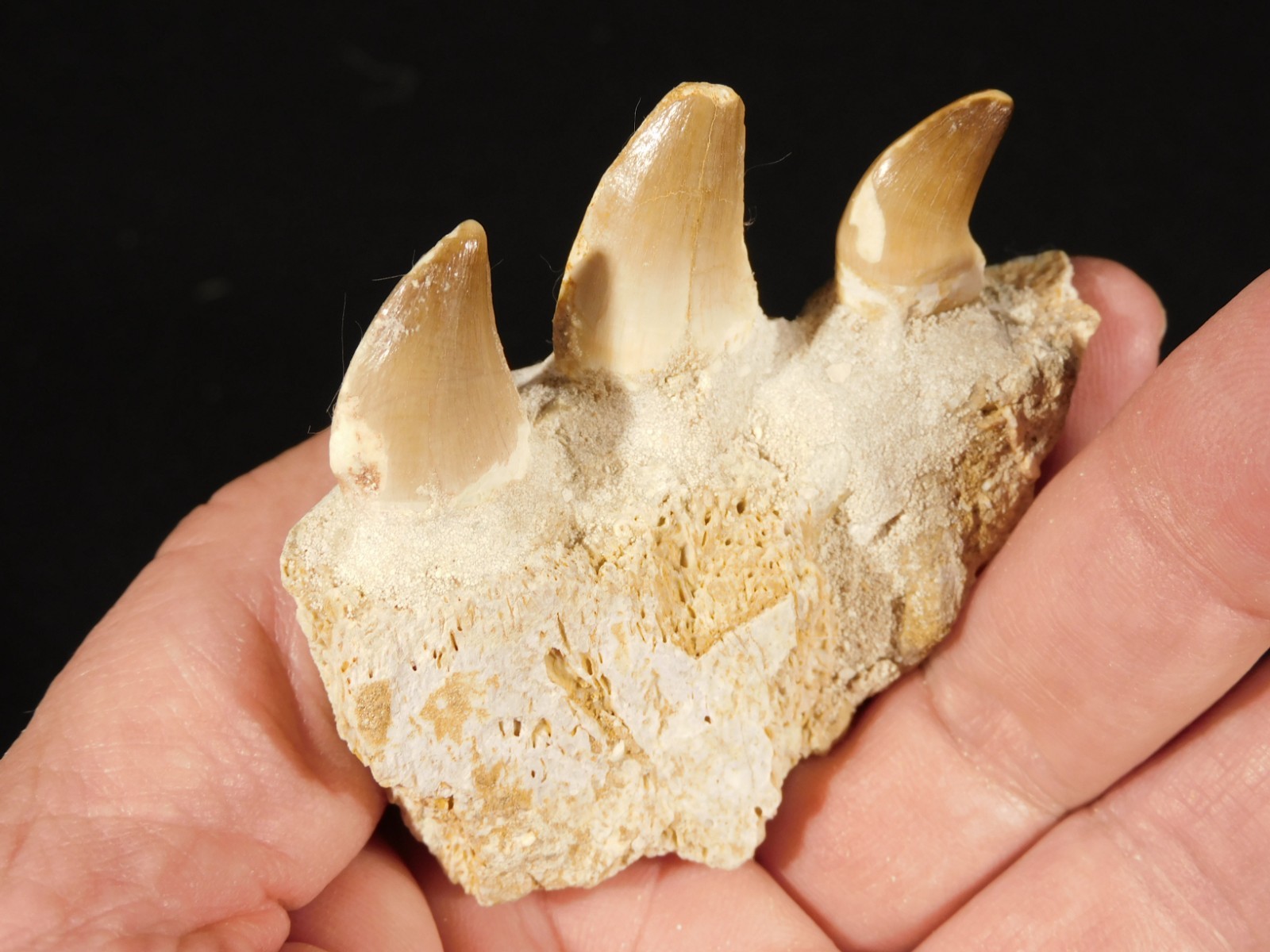 Mosasaurus Bone Fossil with THREE TOOTH Fossils and Stand Morocco 85.4