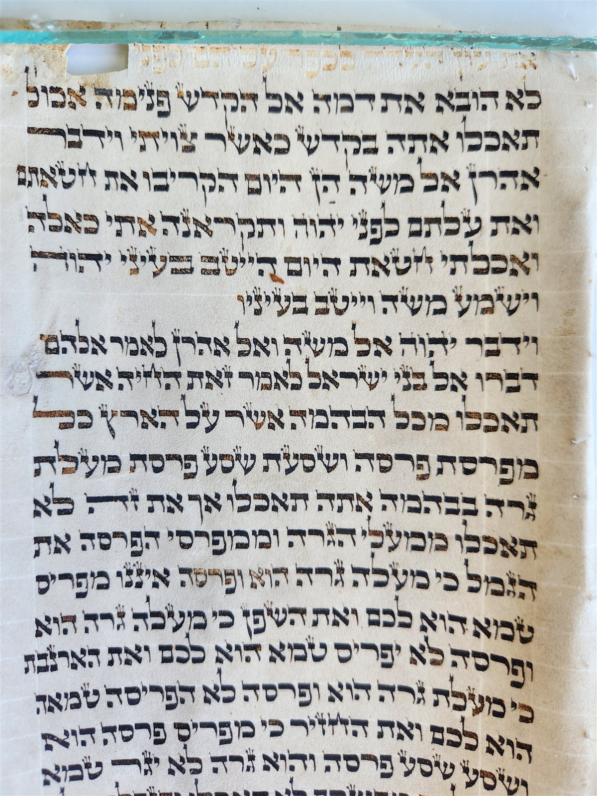 TORAH SCROLL FRAGMENT VELLUM MANUSCRIPT 19th century ANTIQUE LEVITICUS 7 x 18″