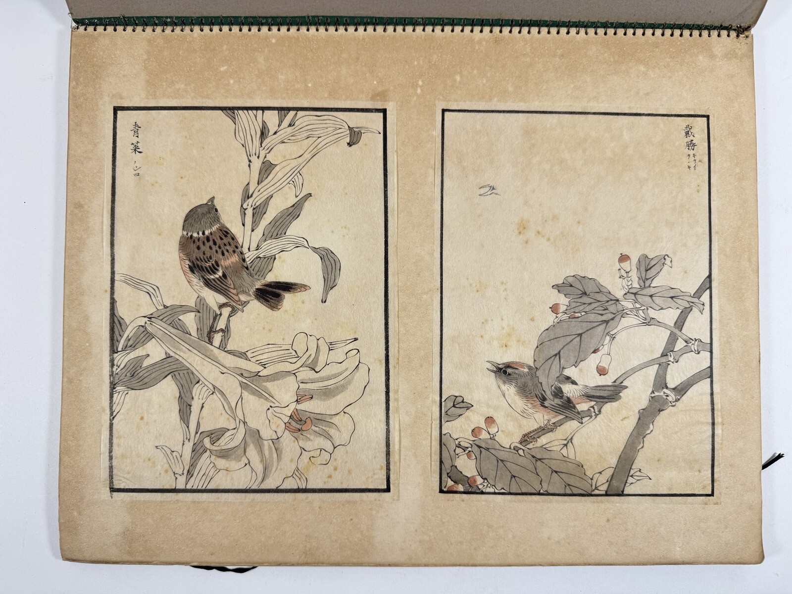 Japanese Drawing Book “Kachoshu” Picture of birds and flowers 49 illustration