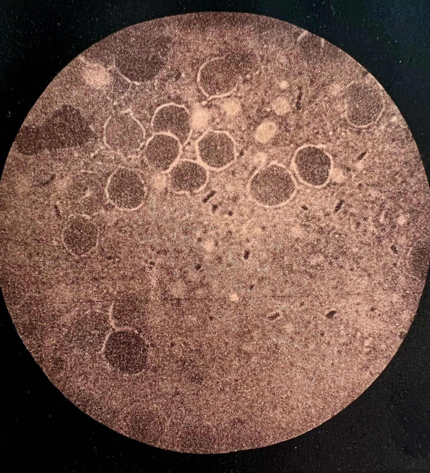 Hog Cholera Virus Swine Microscope Plate Print Victorian 1887 Agriculture DWT9A