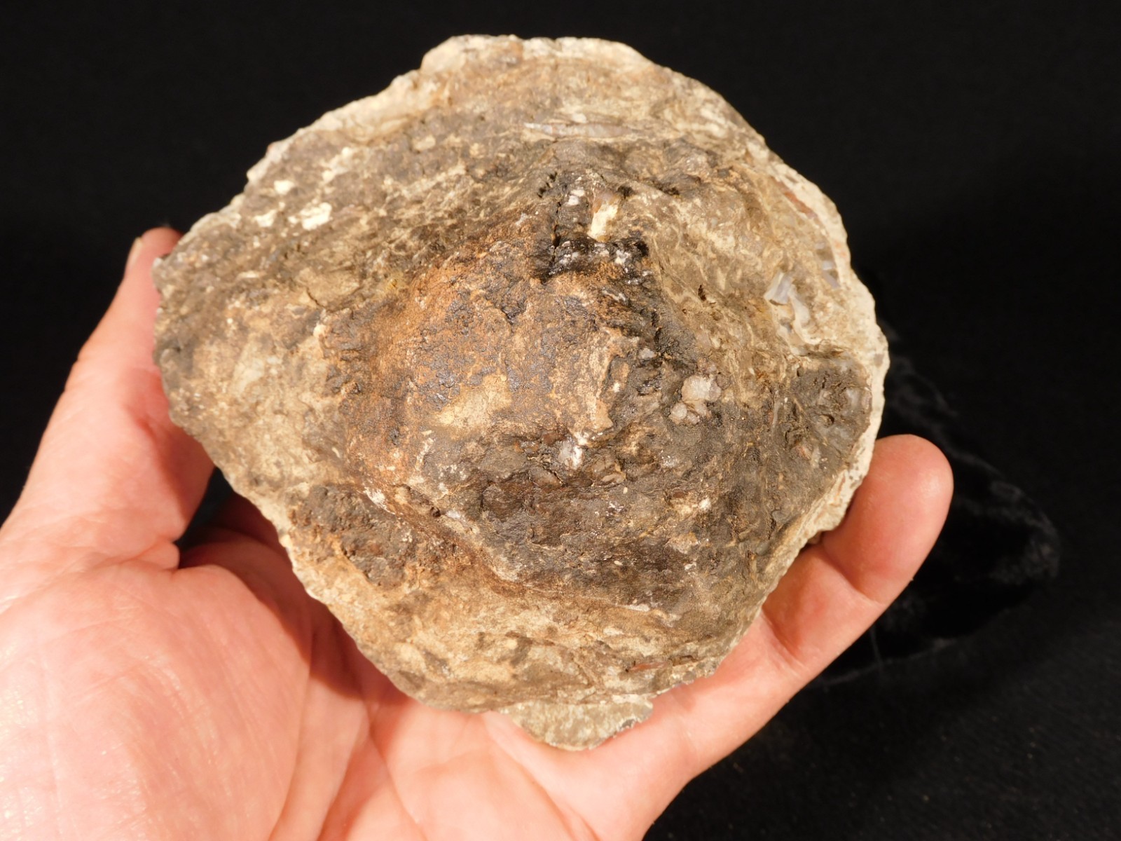 Big! 200 Million Year Old DINOSAUR TURD Fossil or COPROLITE Jurassic Utah 892gr