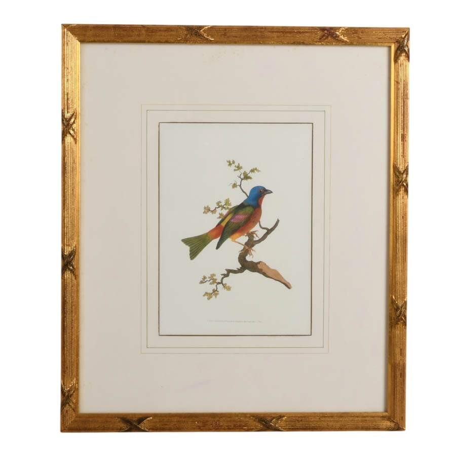 Antique Framed “Painted Bunting” Hand-Colored Engraving by Edward Donovan