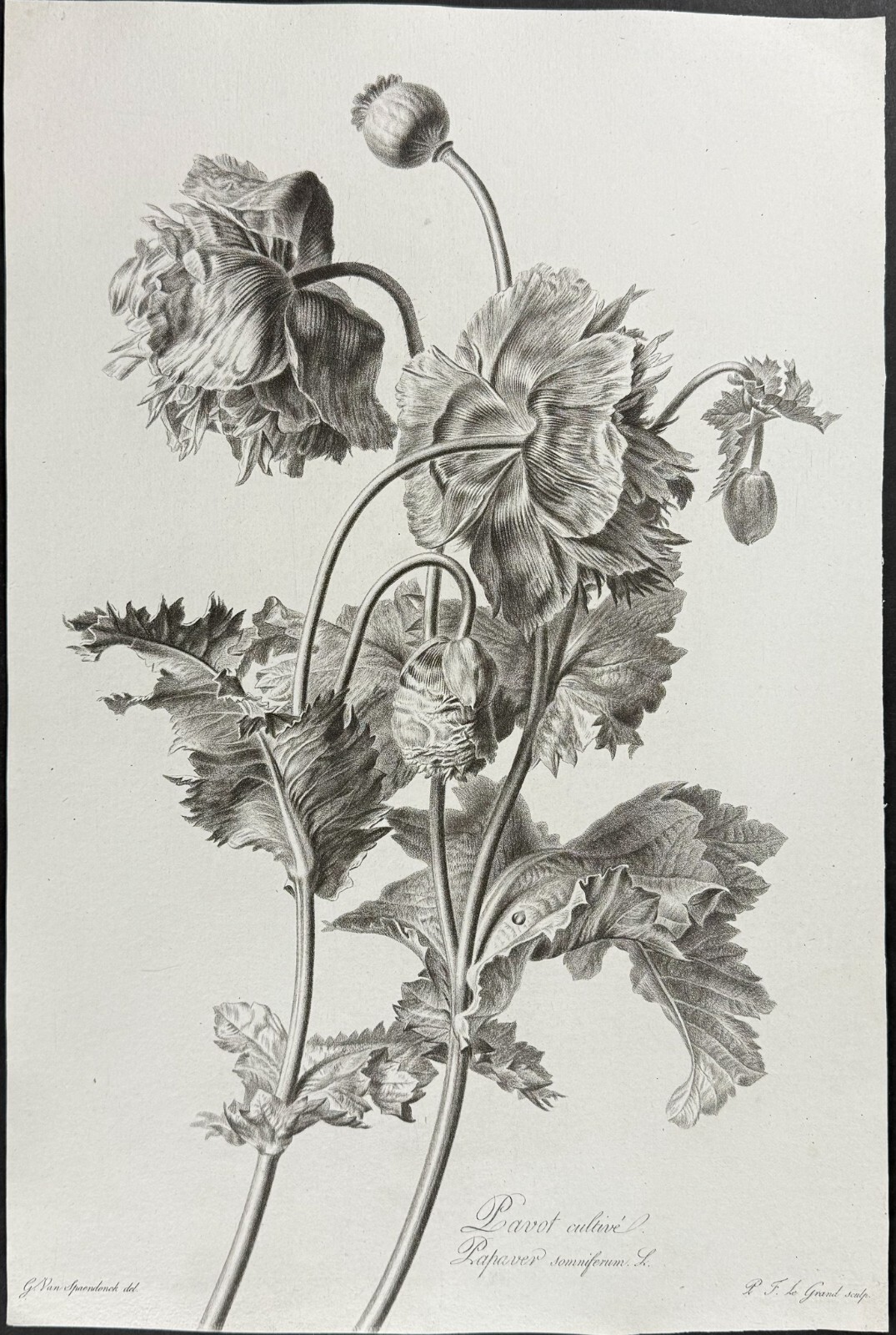 Spaendonck – Poppy. 16 – c1800 Fleurs, Stipple Engraving