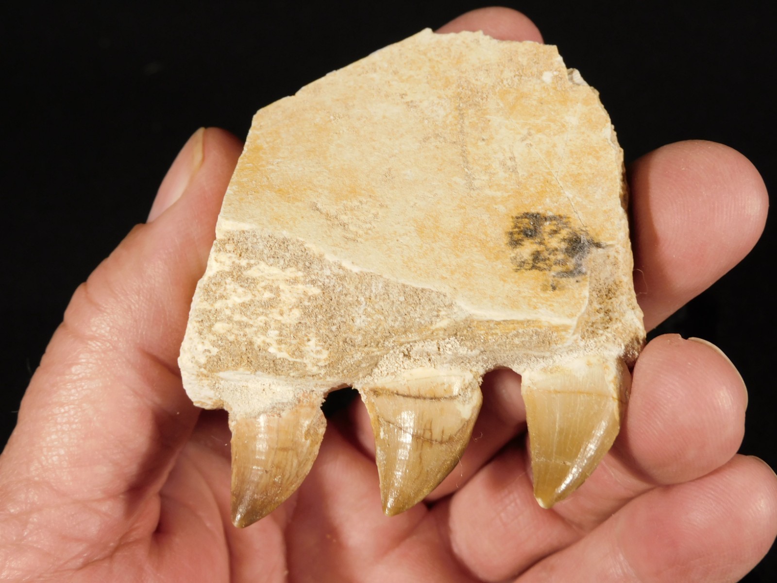 Mosasaurus Bone Fossil with THREE TOOTH Fossils and Stand Morocco 75.4