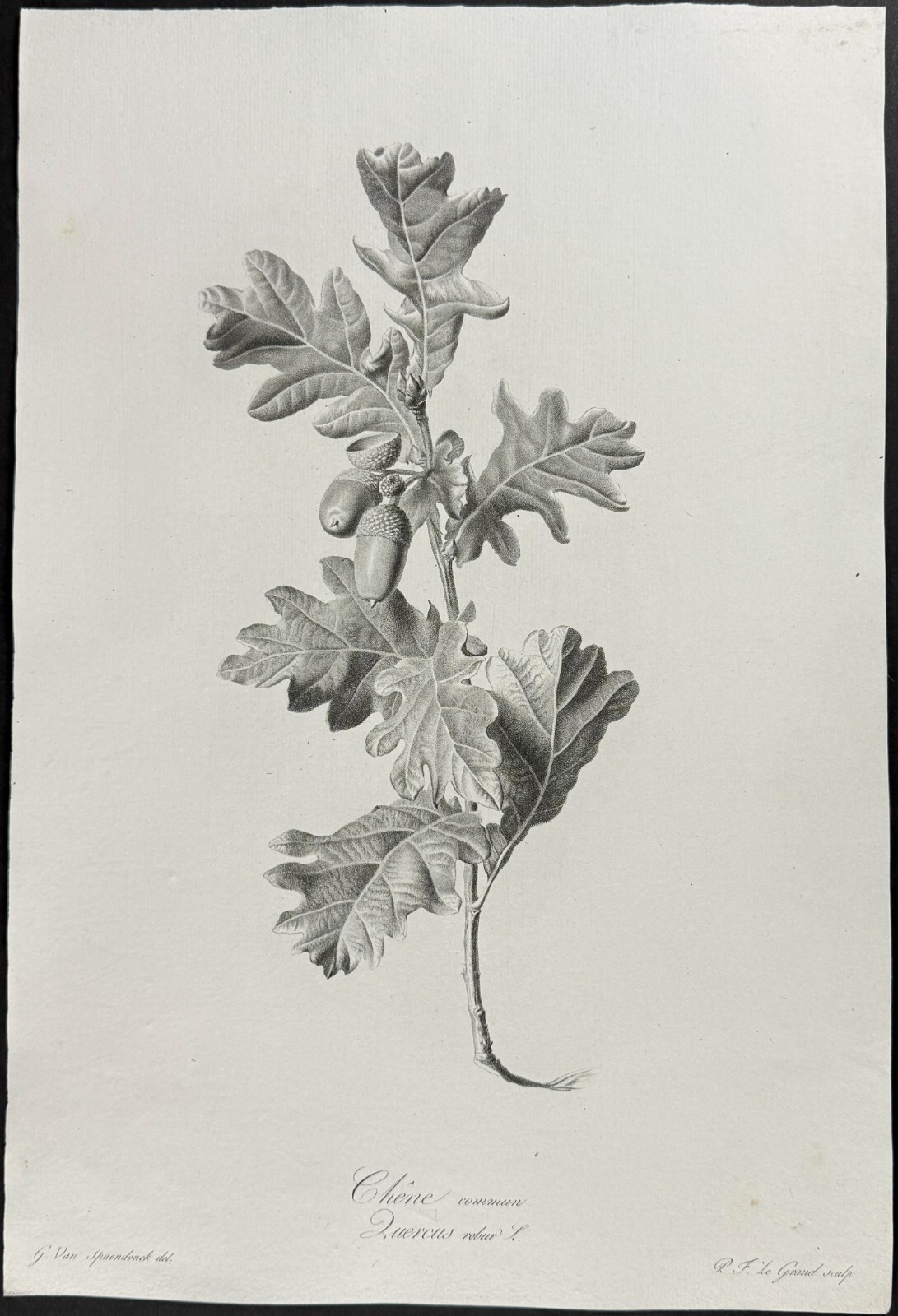 Spaendonck – Oak Branch. 13 – c1800 Fleurs, Stipple Engraving