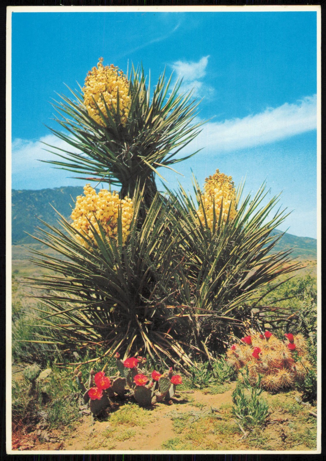 Beauties Of The Desert, Yucca Desert, Hedgehog Cacti in Bloom Postcard