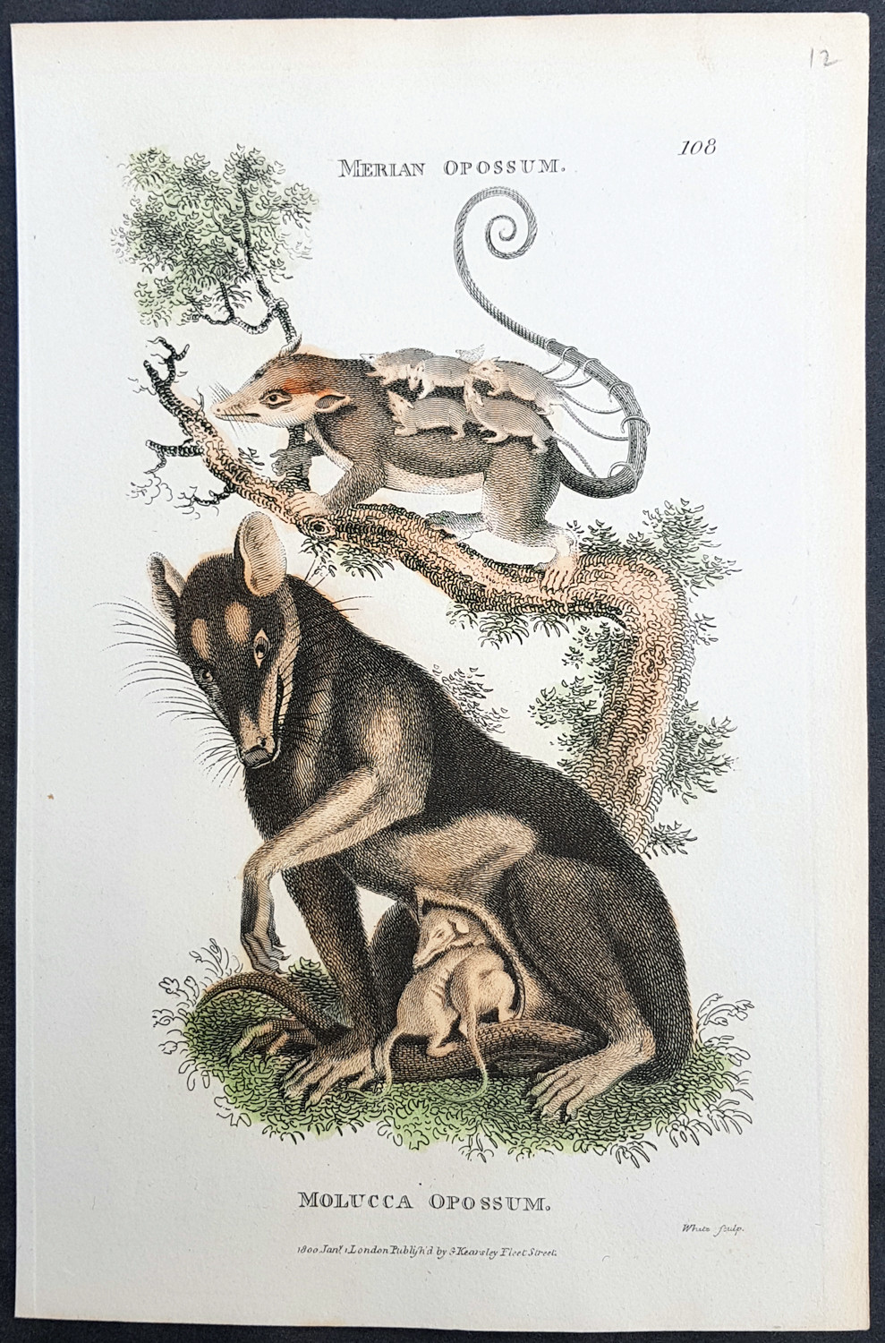1800 George Kearsley Shaw Early Antique Print of Possums with Young