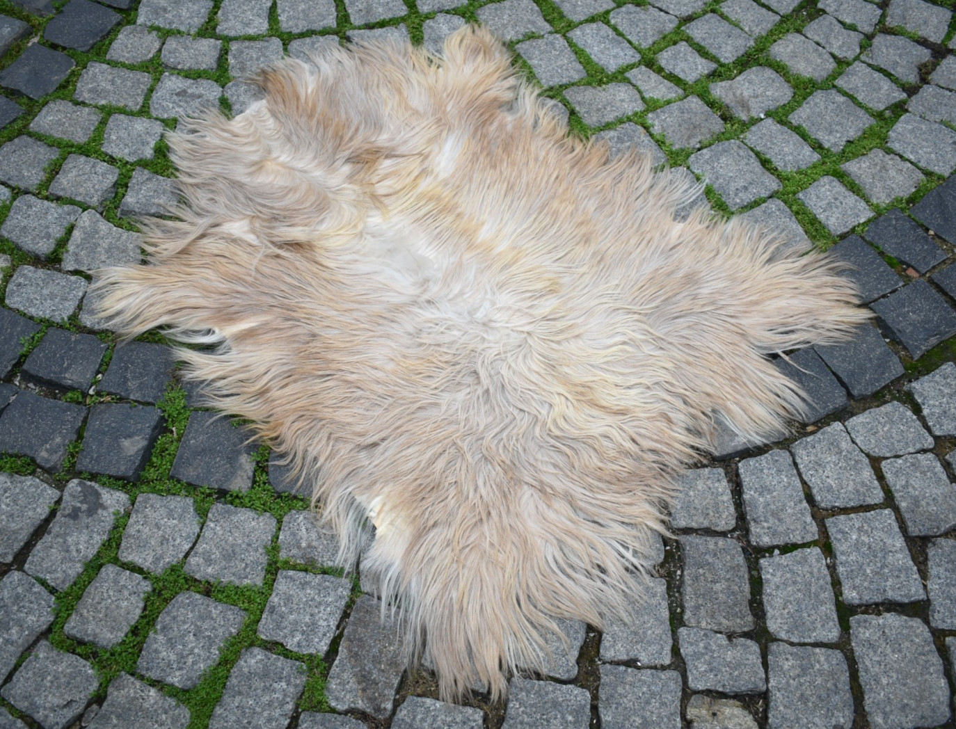 Angora Goat Leather Goatskin Fur 2 x 2 ft Pelt Hide 100% Natural Goat Skin Rug