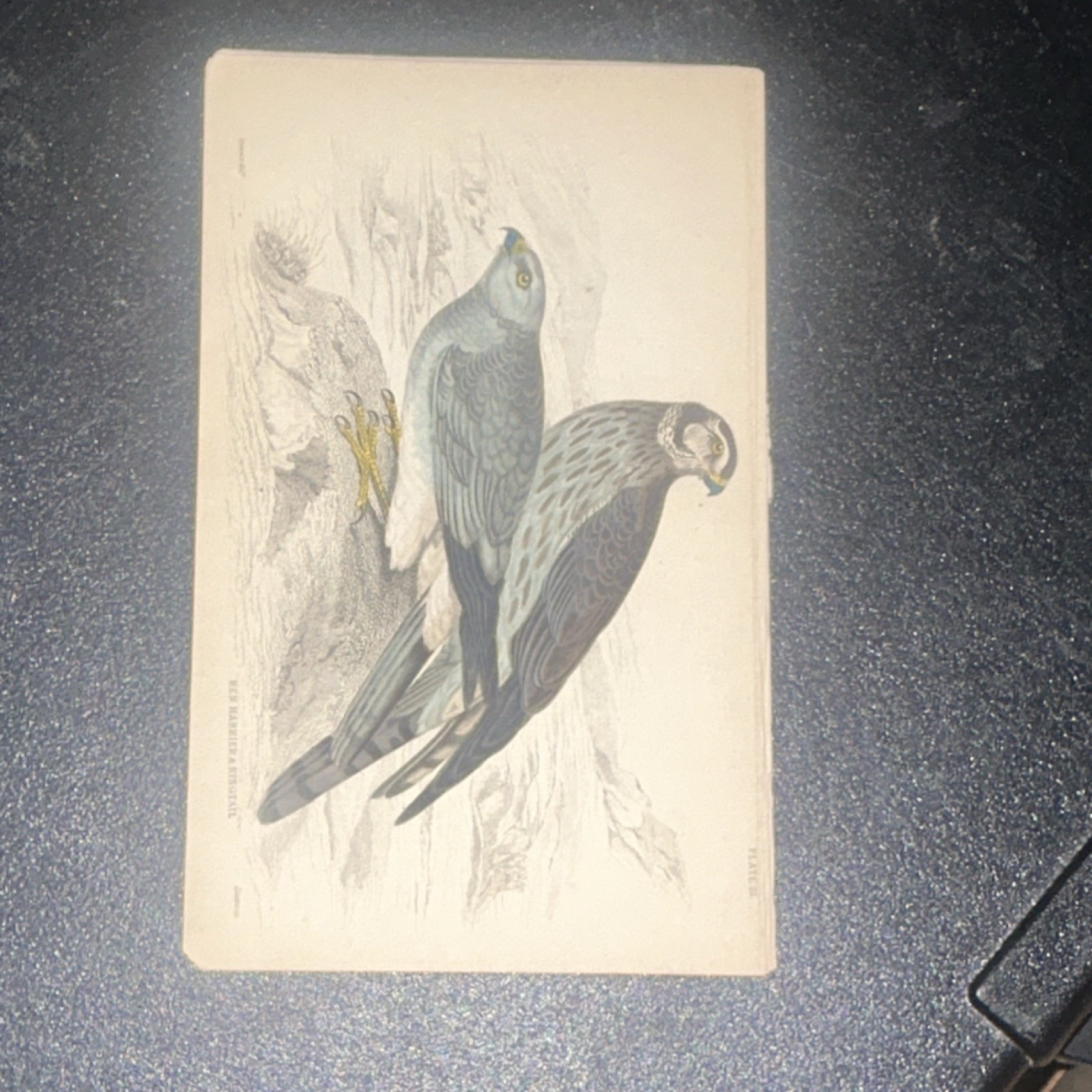 Antique Bird Illustration on Paper Collectible Beige Blue Gray Vintage Art Card