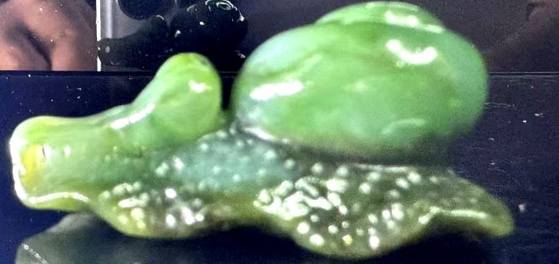 Jade Snail