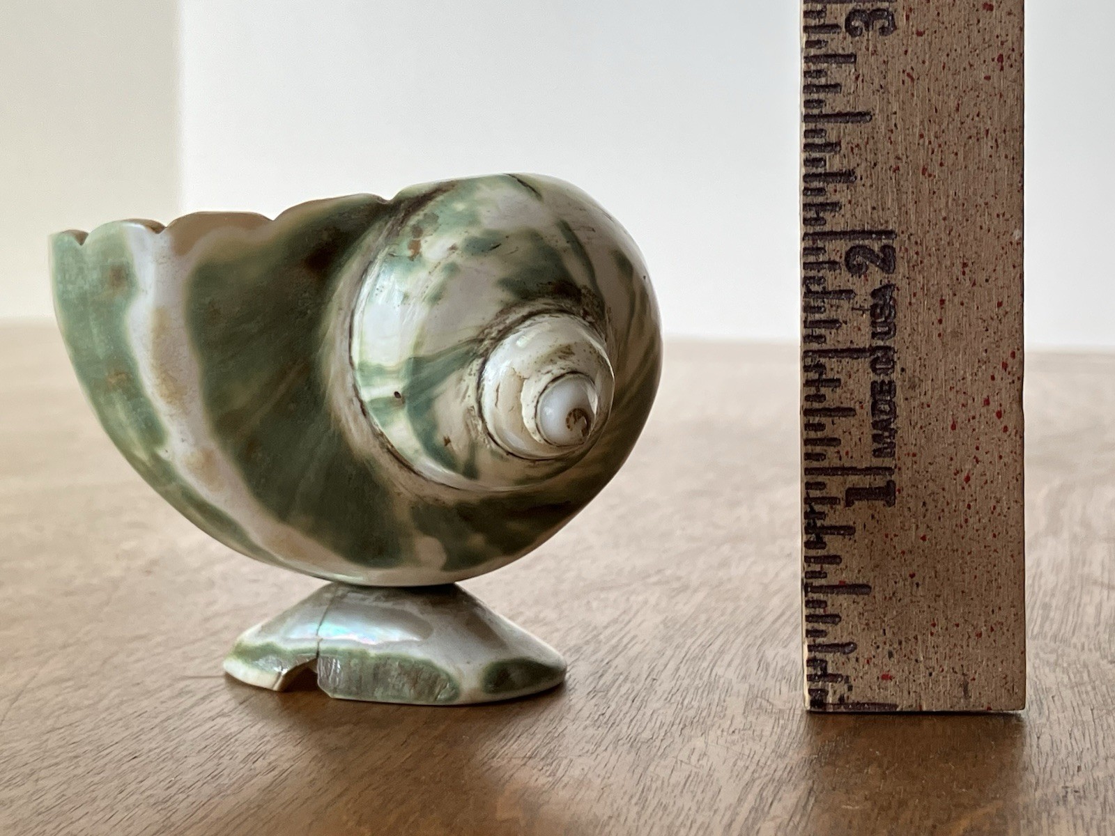 Antique Shell Art Polished Old Screw Vintage Decorative Beautiful Old